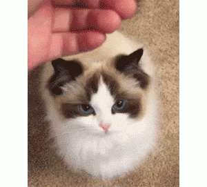 猫咪不喜欢自己怎么办，做好这几件事，猫咪一定会爱上你的