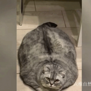 俄罗斯一只宠物猫暴肥，快被养成小猪，连走路都不方便