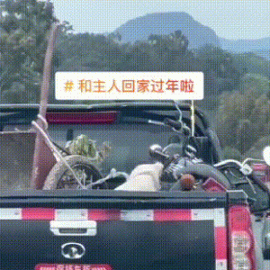 全网的狗子都开始回家过年了，幸福快要溢出屏幕…