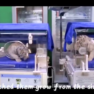 【中英双语】乳虎初啸