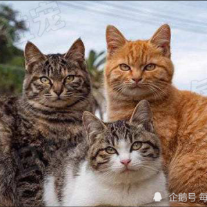 颜值超高的6种“土猫”，中华本土猫yyds，别羡慕外来猫了！