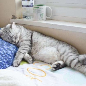 “记住，别让猫咪上床睡觉”