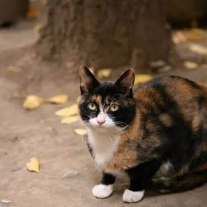 高校里的小猫咪，缺的不是食物，而是一个带它走的人