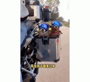 每日一笑，除夕回家遇到了爱情！