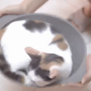 【GIF】真·液体猫，看呆了