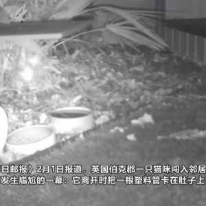 英国一猫咪进刺猬喂养站偷食 出来时把塑料管卡肚子上
