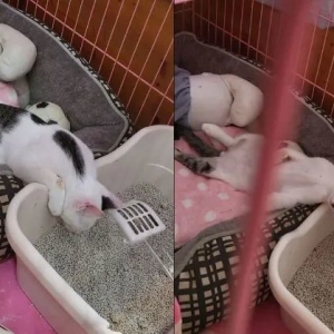 萌猫断电睡到“头倒猫砂盆”，爸狂唤醒无奈逼问：你是喝了多少？