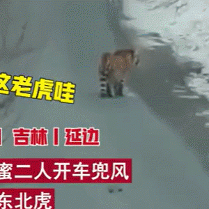 rua猫过敏可以摸老虎吗？老虎：你礼貌吗