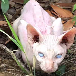 无毛猫躲在垃圾堆里，女子看见后心疼不已：这猫怎么还有人丢弃？