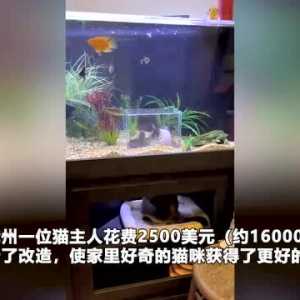 美国一名宠物猫主人花1万6改造鱼缸 为猫咪打造水下观鱼室