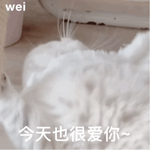 哦？给我介绍帅哥？！丨第313期喵表情