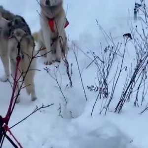 雪橇犬在雪地当场“爆胎”，这狗还有救吗？