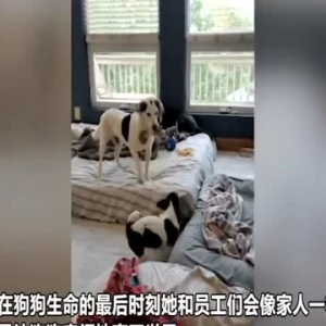 美国一女子将家改成狗狗临终关怀场所 照顾80只狗