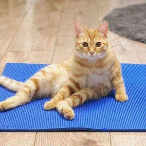 哪些人不适合养猫，你知道吗？
