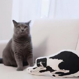 猫肉为何不上中国餐桌？其实李时珍早就告诉我们答案，古人已试过
