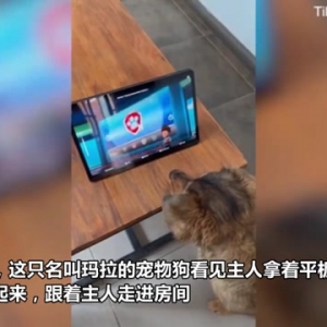阿根廷一只宠物狗沉迷于看动画片 坐在地上目不转睛