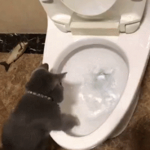 “唉，新男友对猫过敏，我只能送养了”