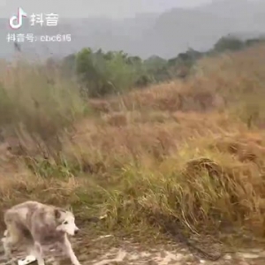 海丰莲花山发现一只罕见动物……