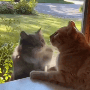 两只猫猫，像极了不爱你的人，你做什么ta都无动于衷