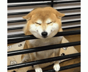 柴犬“呕吐”是怎么回事，可以通过呕吐物来判断原因