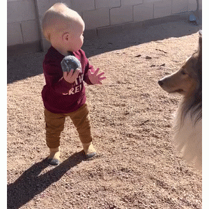 俩牧羊犬教小主人玩球，可结果笑喷……“人类幼崽太难带了！”