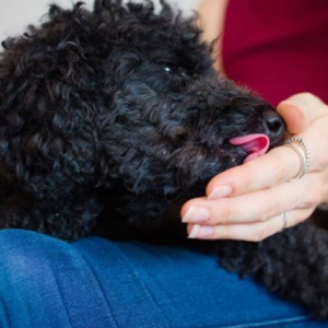 泰迪犬舔人是什么意思？你知道它想表达的内容吗