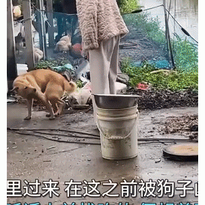 广东：漂亮女友手拿菜刀一指，狗子秒怂乖乖趴下：之前被它凶过！