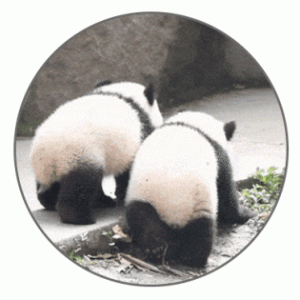 就想问，熊猫或许是什么日本人诱捕器吗？