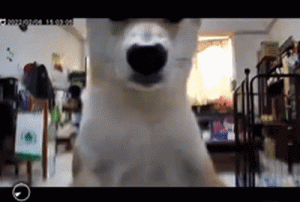 打开监控看家里的柴犬在干嘛，结果狗子：我预测了你的预测……