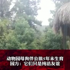 武汉一动物园一母狗陪伴公狼5年未生育，园方：它们之间只是纯洁友谊