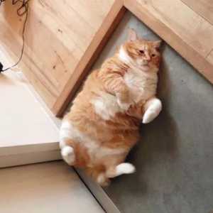 不同品种的猫咪“招财”能力有区别，你家猫咪上榜了吗？