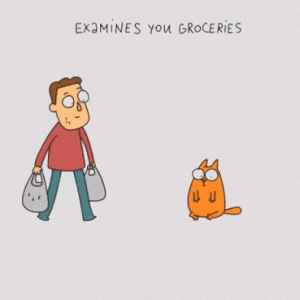 养猫的真实生活，心疼又好笑哈哈哈哈哈哈哈