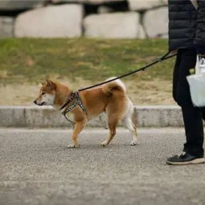 为什么越来越多的人讨厌养狗的人，其实他们讨厌的是养狗没素质的人！