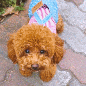 泰迪犬离世前的状况，第四点最让人心疼