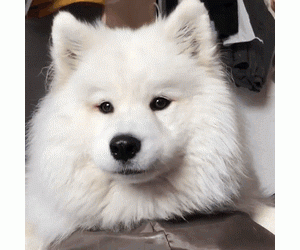 骗我养萨摩耶的人，我恨死你了！