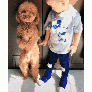 养了泰迪犬后，就是“灾难”开始了，我不敢养了