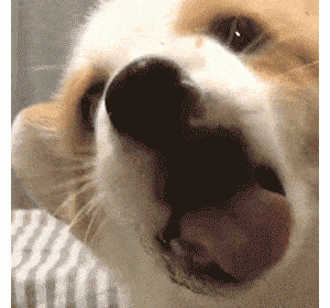 狗狗舔人很“脏”吗？你只是看不懂它想表达的意思罢了