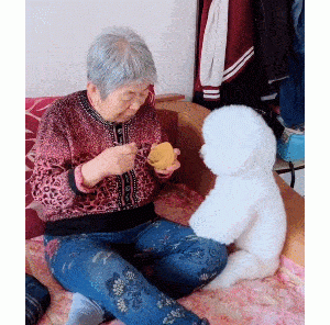 “不咬人”的几种狗，适合在小区饲养