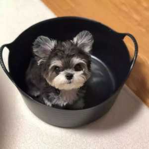 请问这只狗狗这么萌，它自己知道么？！