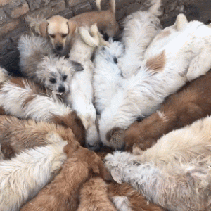 一盆狗粮放在地上，一群狗狗疯狂哄抢，收容所负担更加重！