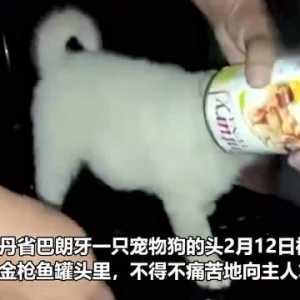 菲律宾一只狗的头被空罐头卡住 主人揭开罐头盖子相救