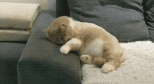 原来猫咪睡前有这几种行为，是在跟主人说“晚安”