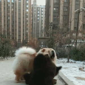 两只狗狗嬉闹打架，黑狗经常被压，松狮：胖也是优势！