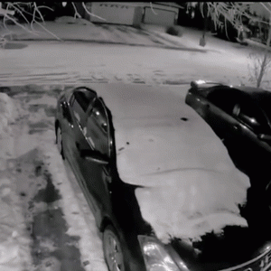 下雪天遛狗有多惨……只是看着都觉得疼！