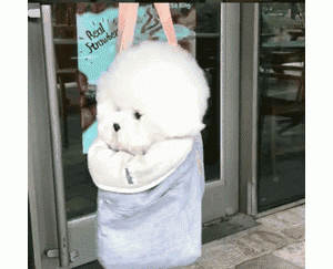 如今“比熊”价格跌破低价，为何养的人却少了？