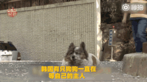 它被抛弃后原地苦等主人10年，从狗宝宝熬成了狗奶奶……