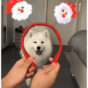 独居小姐姐偏爱养“中大型公狗”，是有这些原因