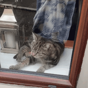 劝告：这5种猫不要随便带回家，每一只都“很难养”