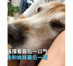 狗狗弥留之际，会“做完”这几件事，看后有被触动到