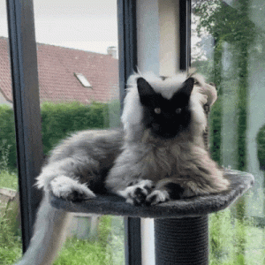 “你家猴长得好帅啊”铲屎官：这是我养的缅因猫！